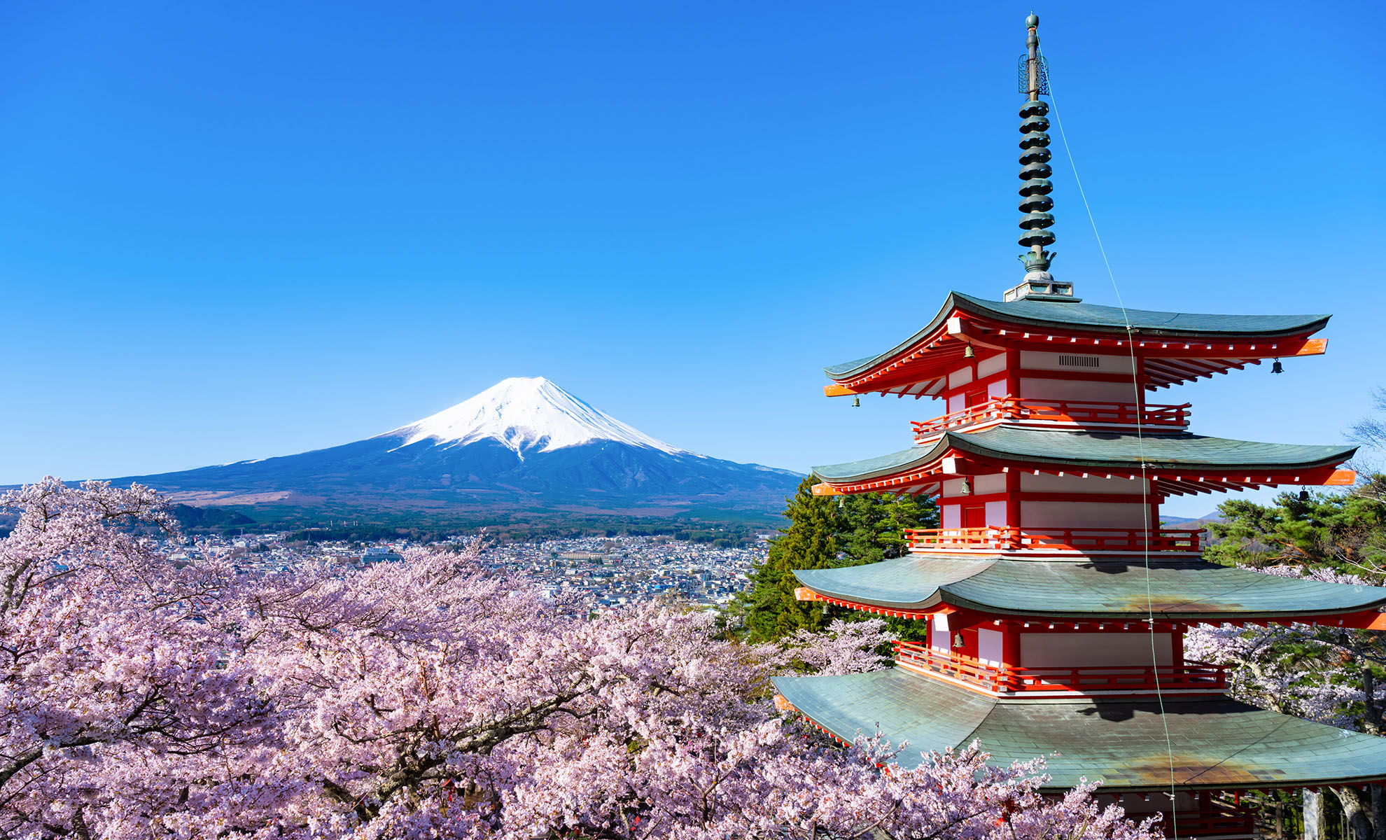 Mt Fuji and cherry blossom